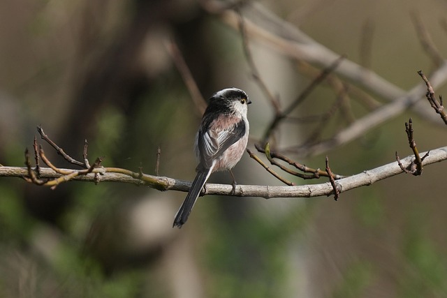 luxury condos for medical residents phoenix