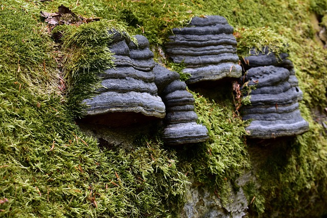 moving to phoenix for redeveloped mall hubs