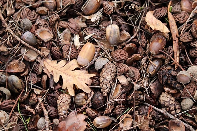 Outdoor-centric floor plans