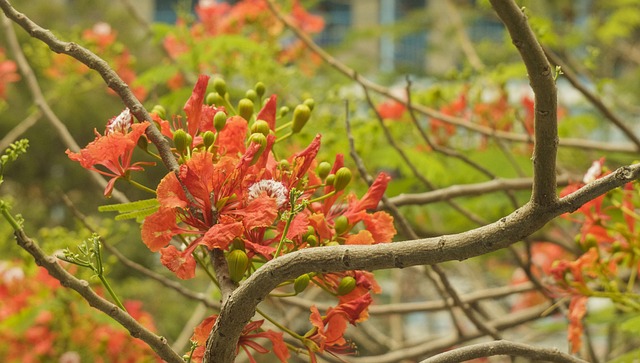 pet-friendly parks and neighborhoods phoenix