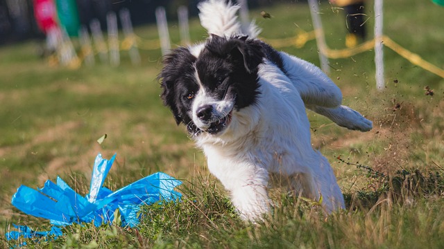 pet-friendly parks and neighborhoods phoenix