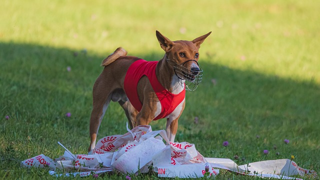 pet-friendly parks and neighborhoods phoenix