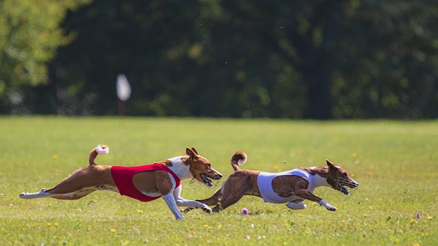 pet-friendly parks and neighborhoods phoenix