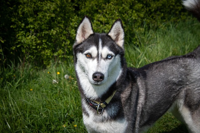 pet-friendly parks and neighborhoods phoenix