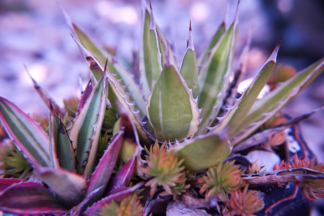 phoenix drought tolerant backyard design 2026