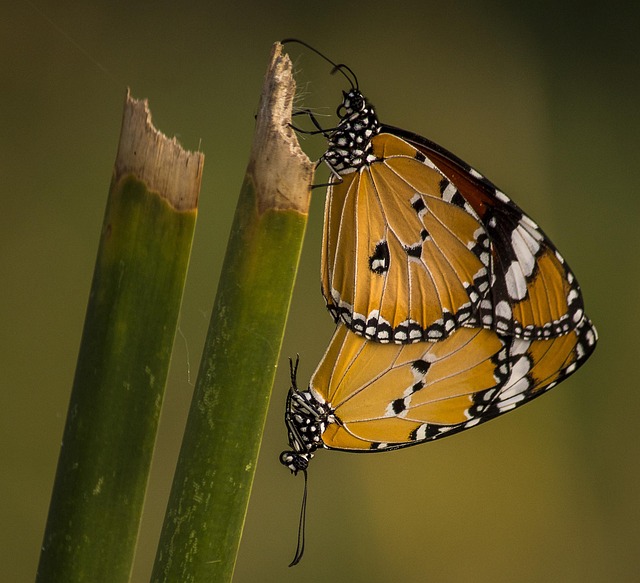 phoenix monsoon home maintenance checklist