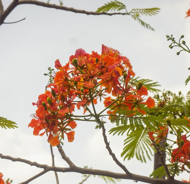 PV phoenix park and community event lawn