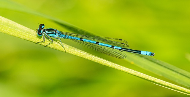 Resort-style residency