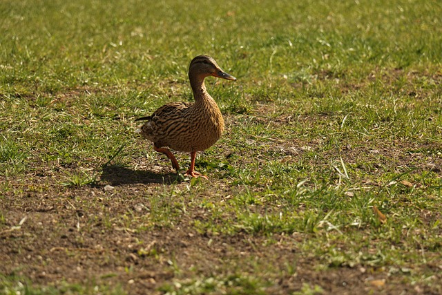 retirement communities near lake pleasant