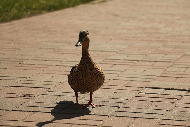 retirement communities near lake pleasant