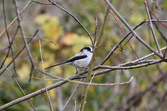 Salary guide comparison