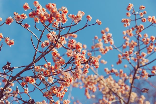 Seasonal affective relief