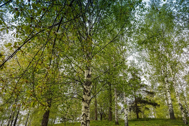 sterling grove surprise az luxury rentals