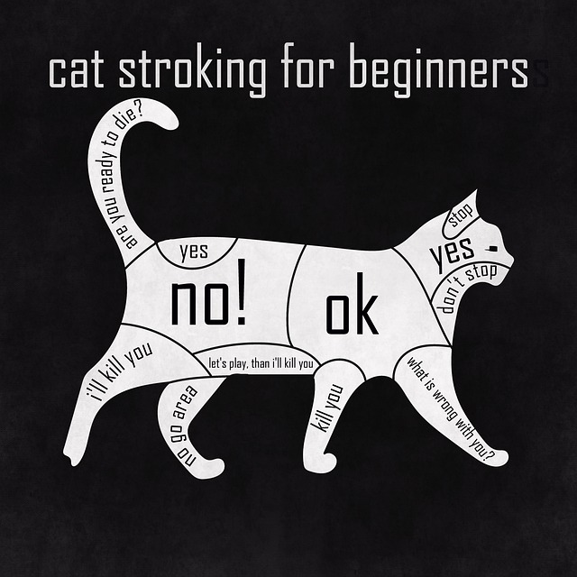 tech worker relocation guide phoenix 2026