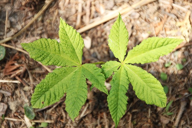 teravalis buckeye az master plan 2026