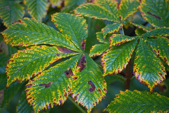 teravalis buckeye sustainability features