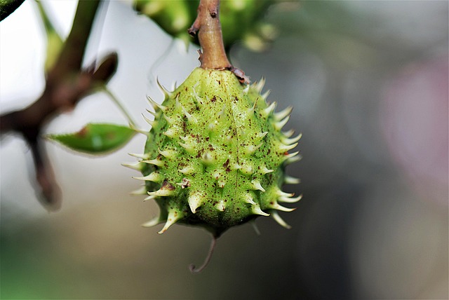 teravalis buckeye sustainability features