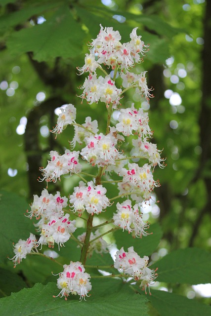teravalis buckeye sustainability features