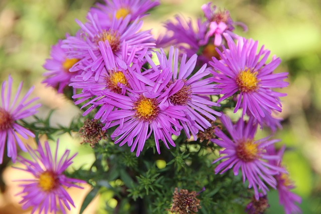 the astra phoenix tallest building completion