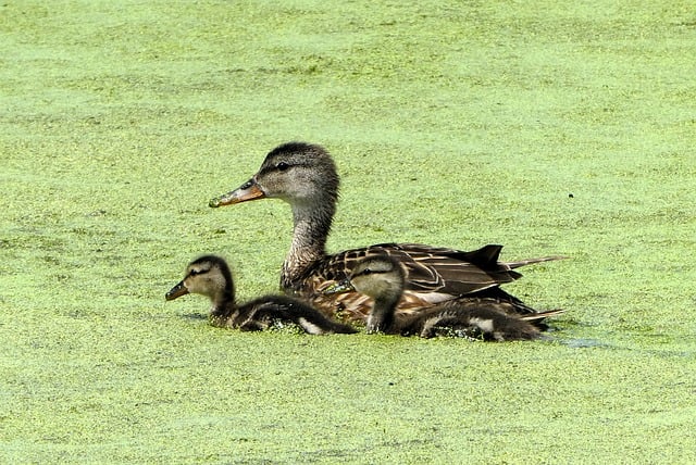 Therapeutic environments