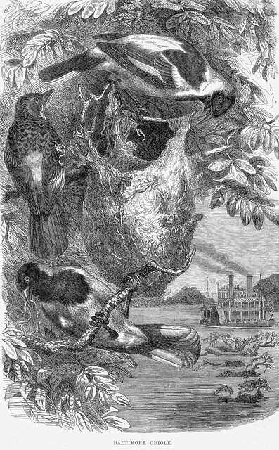 things to do in baltimore