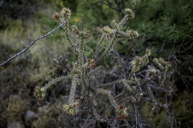 transit-oriented development phoenix az