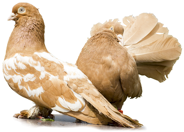 what does a realtor do for a buyer