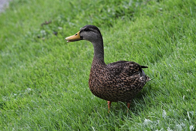 what to see in orlando