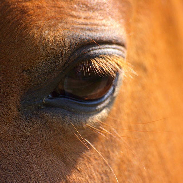 what to see in tampa