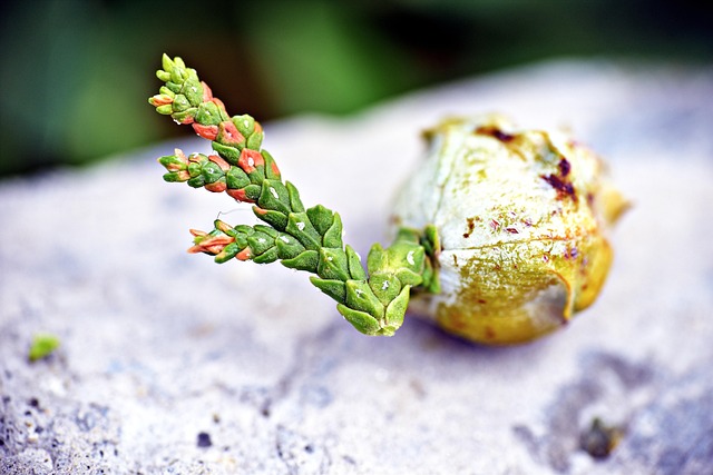 what to see in tampa