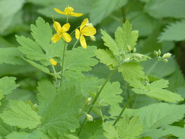 zoning classifications