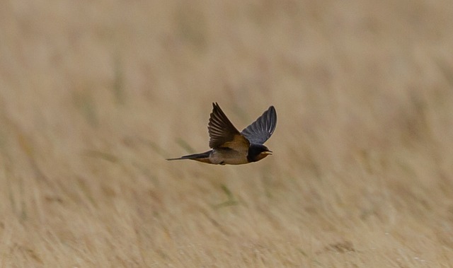 Asset-heavy migration