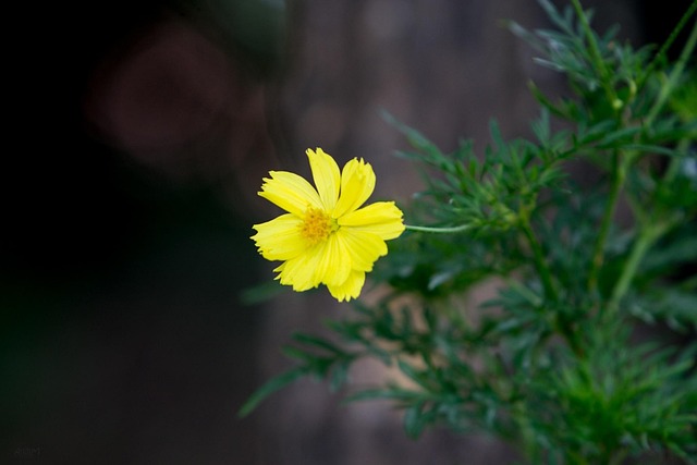 broadband availability