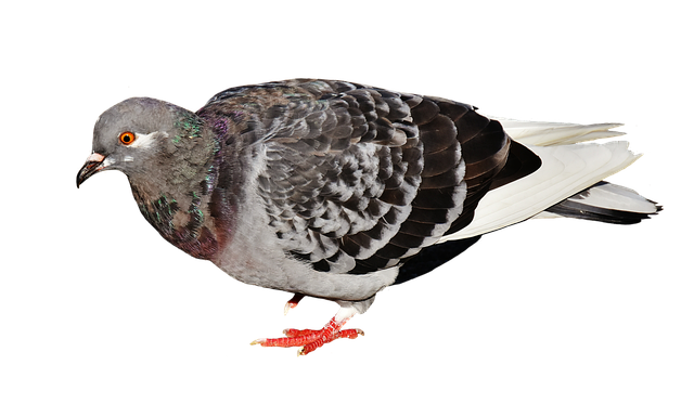 Capital gains exemption