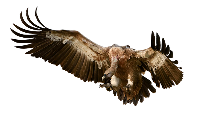 Capital gains exemption