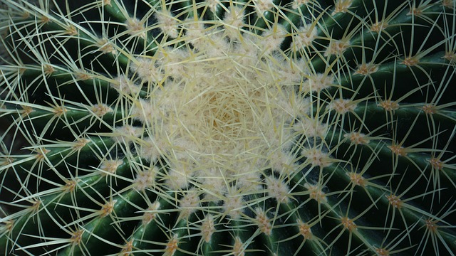 Desert landscape design