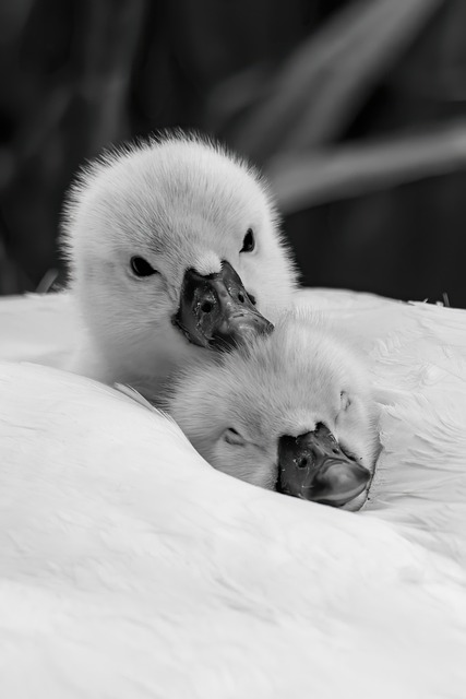 direct bill relocation