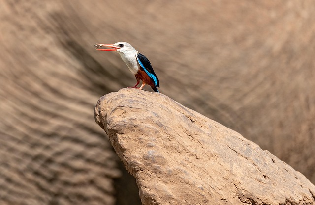 direct bill relocation