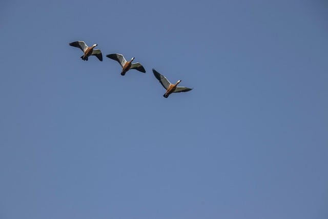 Economic migration data