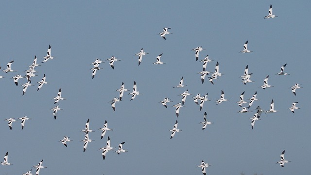 Economic migration data