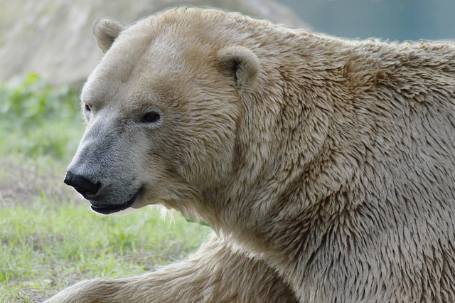 Escaping the polar vortex