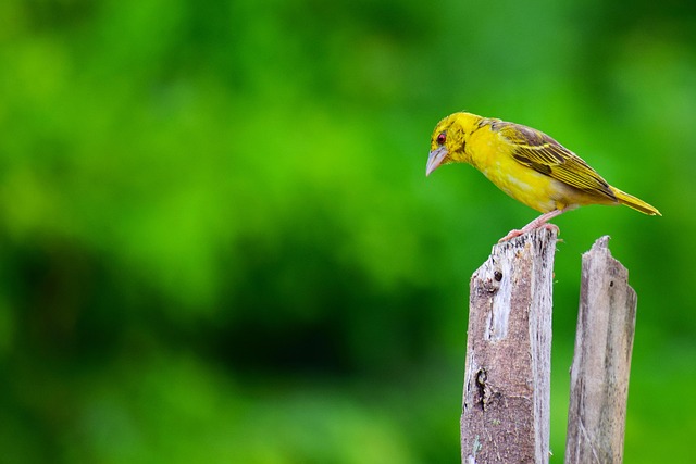 goodyear homes for sale