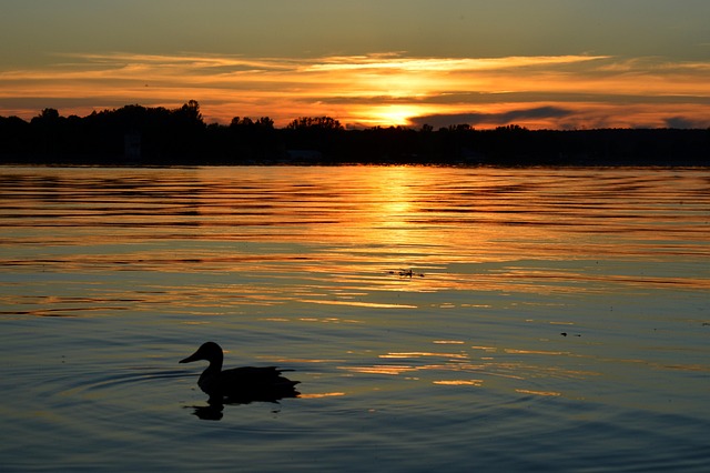 homes for sale sun city west