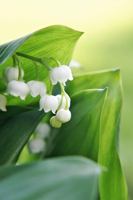 homes near north valley semiconductor plants