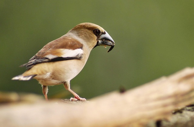 living in a multigenerational phoenix property