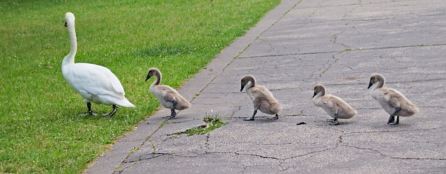 living in a phoenix cool pavement community