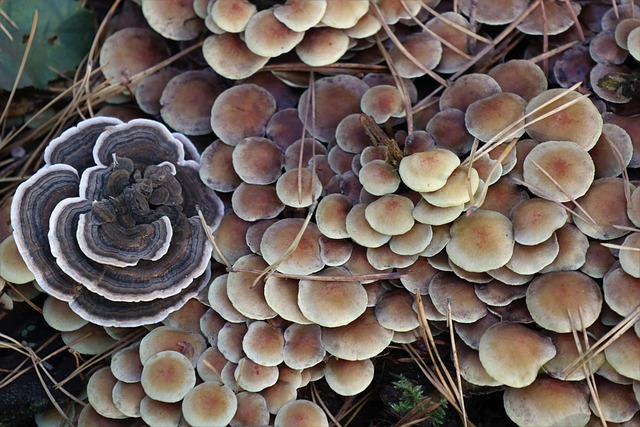 High-Performance Envelope: Cool Comfort in Phoenix Neighborhoods