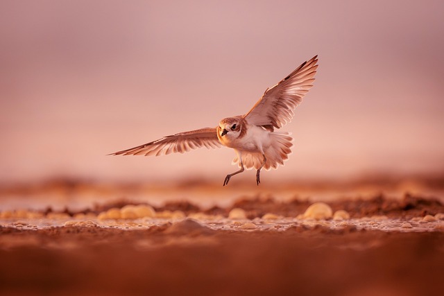 living in walkable suburban hubs in phoenix