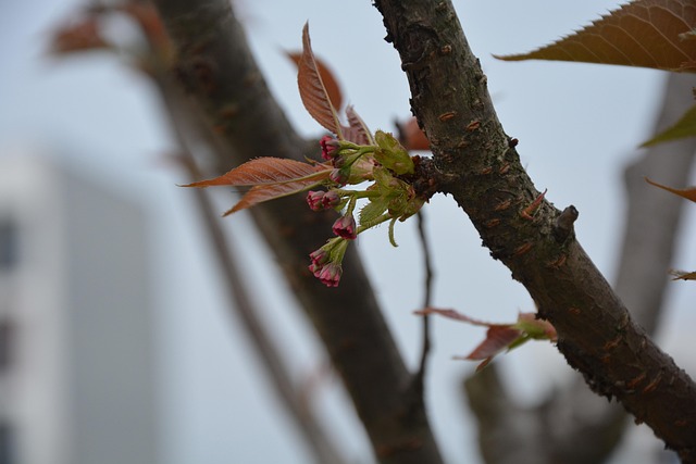 living near intel ocotillo campus chandler