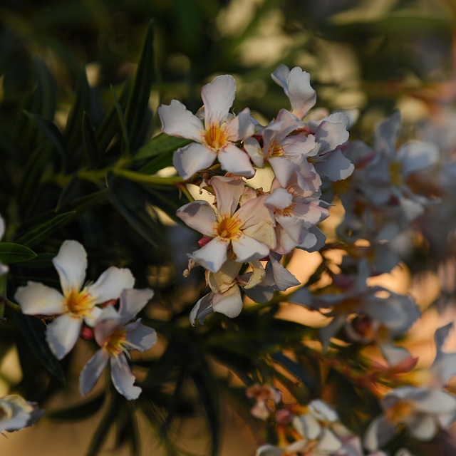 living near intel ocotillo campus chandler